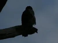 shadowy sentinel.webp
