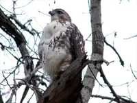 when i grow up  i want to be an eagle.webp