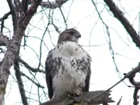 ham hawk.webp