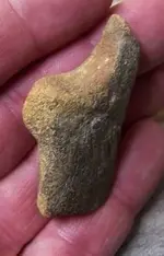 Bone tool 1D.webp