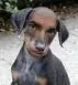 dogman101.webp