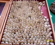 bullet case.webp