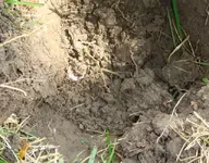Silver in hole small.webp