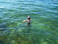 Carson snorkling.webp