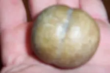N. Sulphur.webp