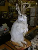JACKALOPE.webp