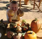 onions.webp