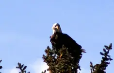 eaglea.webp