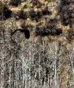 eagleb.webp