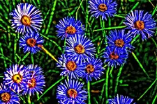 aspen daisy.webp