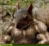 muscle-squirrel.webp