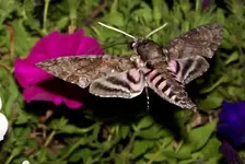 moth.webp