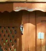 woodpecker 009.webp