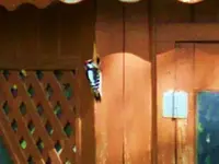 woodpecker 010.webp