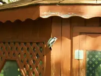 woodpecker 016.webp