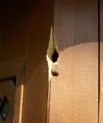 woodpecker 017.webp