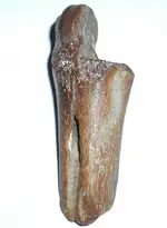 Bone.webp