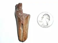 Bone5.webp