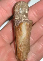Bone3.webp