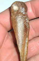 Bone4.webp