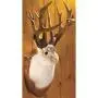 World Record Jackalope.webp