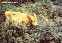 stonedcow.webp