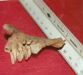 gill plate.webp