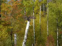 002.webp