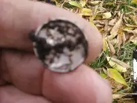 10-27-09 0002.webp