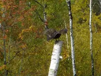 004.webp