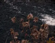 weedy water.webp