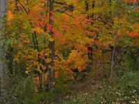 trail of color.webp