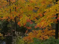 tranquil reflections.webp