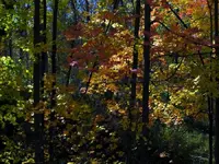 sunlit shade.webp