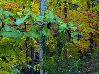 purple berries and pretty trees.webp