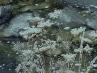queen annes lace.webp