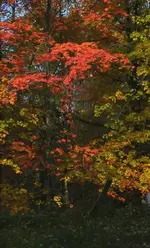 Gods canvas.webp