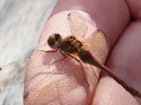 damsel fly.webp