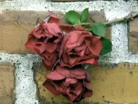 frost faded roses.webp