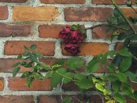 brick roses.jpg