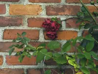 brick roses.webp