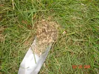 park area wood chips.webp