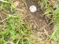 dime only in shallow.webp