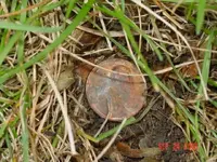 penny near top of grass.webp