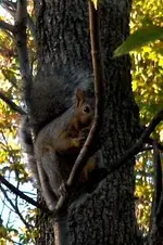 peeper_001.webp