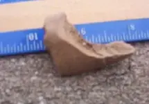 Paleo-bone1.webp