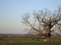 indian old fields 005.webp