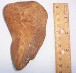 a paleo marinefossil1.webp