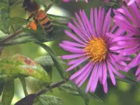 bee n flower.webp