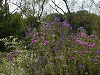 fields of dreams.webp